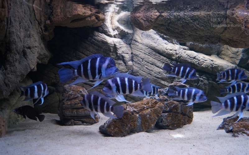 Cyphotilapia gibberosa 'Mtoto'